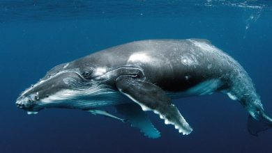 Whales Calendar 2027