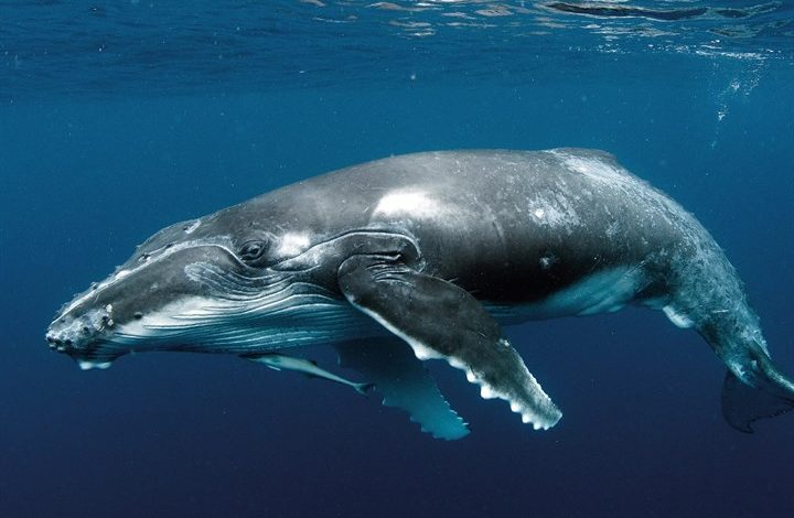 Whales Calendar 2027