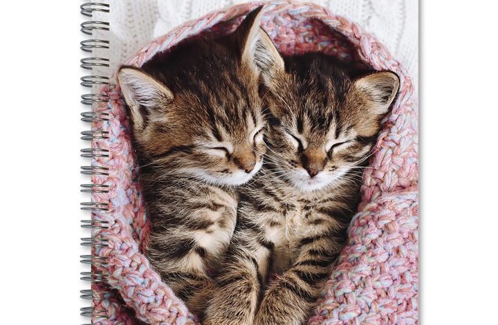 Cat Naps A5 Diary 2027