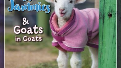 Lambies In Jammies Mini Calendar 2027