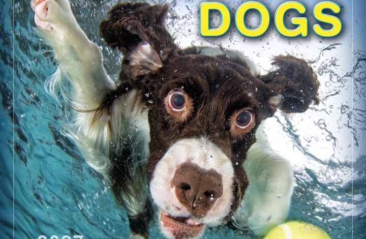 Underwater Dogs Calendar 2027