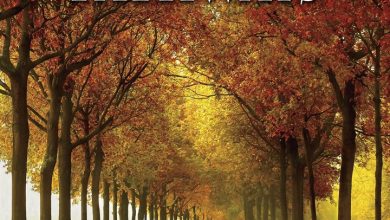 Enchanted Pathways Calendar 2027