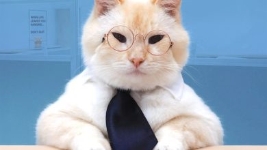 Corporate Cats Calendar 2027