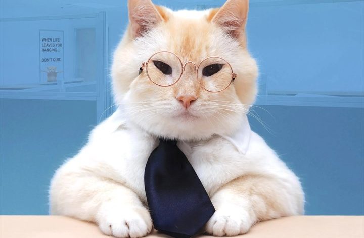 Corporate Cats Calendar 2027