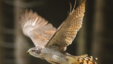 Birds of Prey Calendar 2027