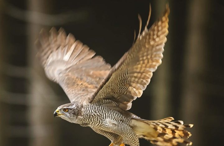 Birds of Prey Calendar 2027