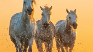 Magic Horses Calendar 2027