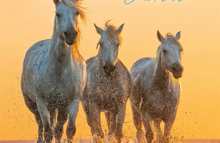 Magic Horses Calendar 2027