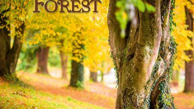 Deep Forest Calendar 2027
