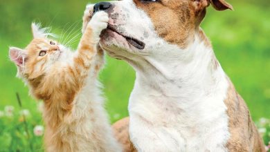 Cats & Dogs Calendar 2027