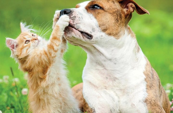 Cats & Dogs Calendar 2027