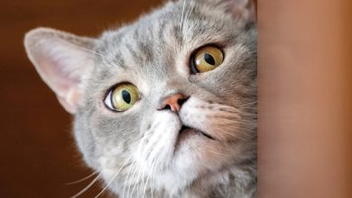 Cat-astrophe Mini Calendar 2027