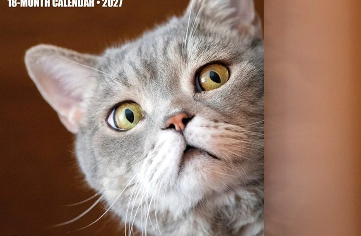 Cat-astrophe Mini Calendar 2027