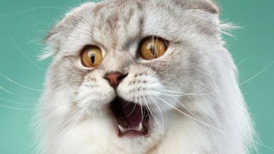 Cat-astrophe Calendar 2027