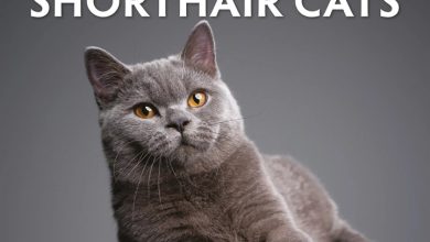 Just British Shorthair Cats Calendar 2027