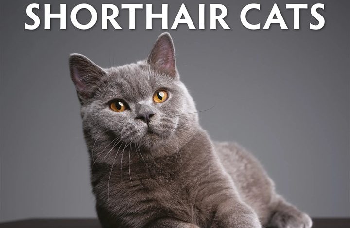 Just British Shorthair Cats Calendar 2027