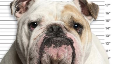 Bulldog Bad Boys Calendar 2027