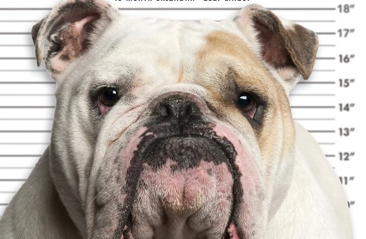 Bulldog Bad Boys Calendar 2027