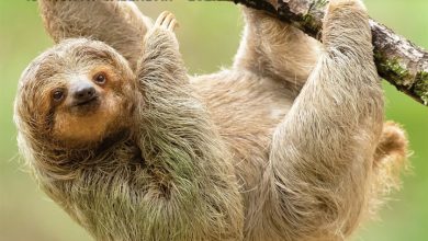 Sloth Mode Calendar 2027