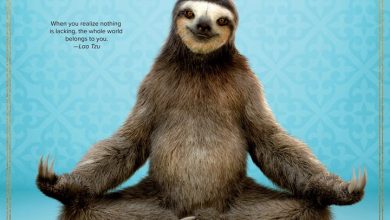 Sloth Yoga Calendar 2027