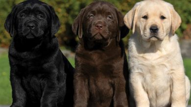 Lab Puppies Calendar 2027