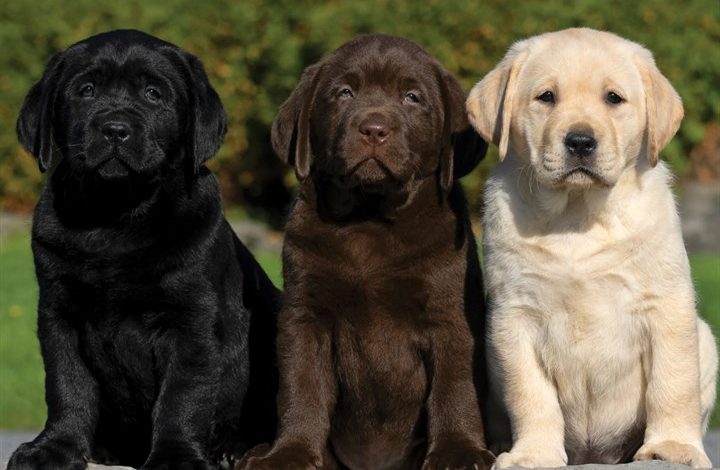Lab Puppies Calendar 2027