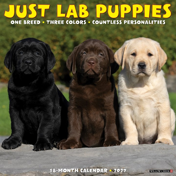 Lab Puppies Calendar 2027