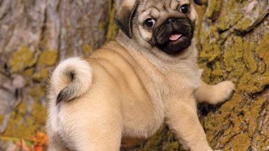 Pug Puppies Calendar 2027