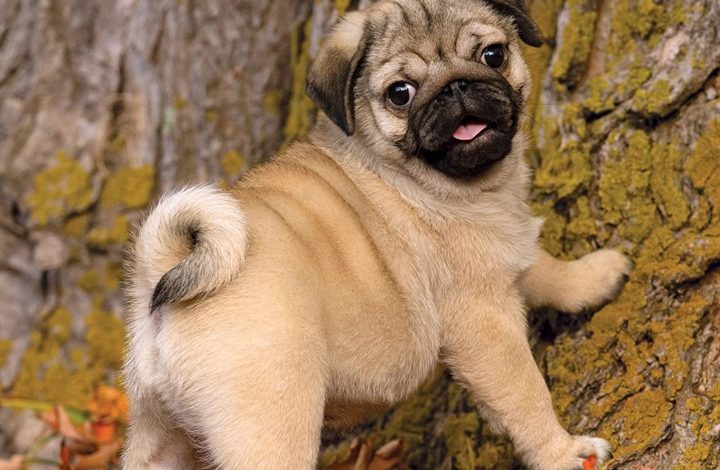 Pug Puppies Calendar 2027