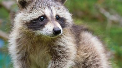 Rascally Raccoons Calendar 2027