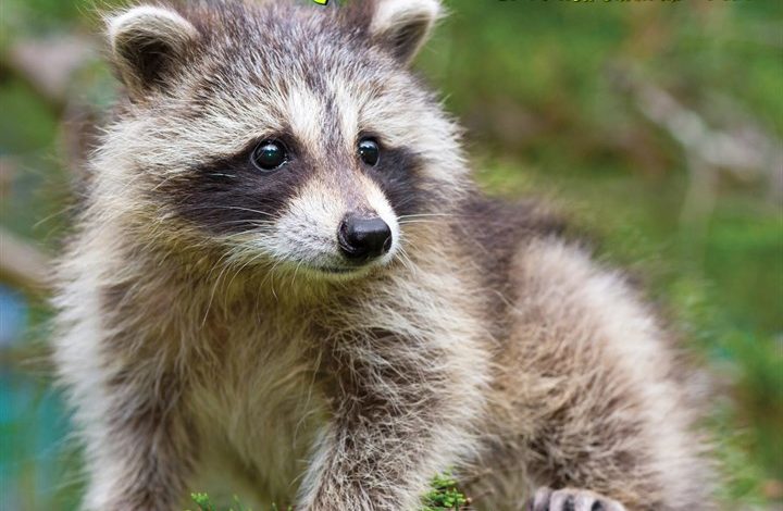 Rascally Raccoons Calendar 2027