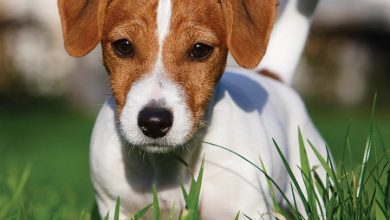 Just Jack Russell Puppies Calendar 2027