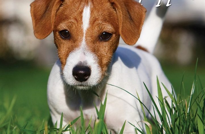 Just Jack Russell Puppies Calendar 2027