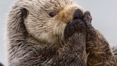 In Otter News Calendar 2027