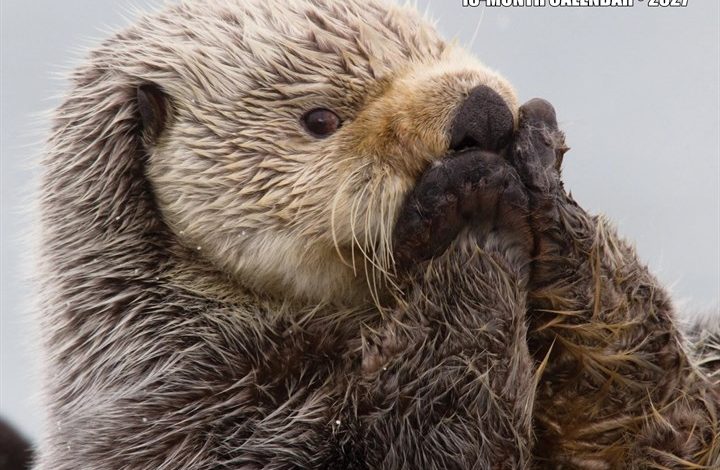 In Otter News Calendar 2027