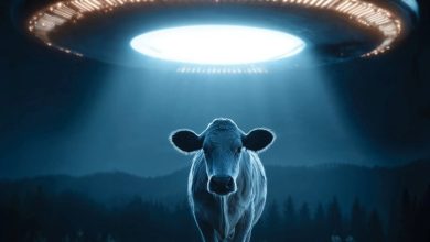 Cow Abductions Calendar 2027