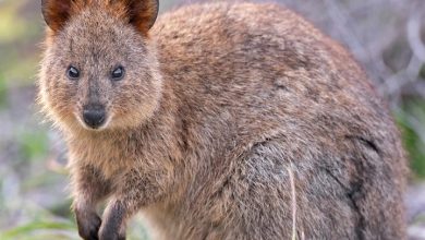 Quokkas Calendar 2027