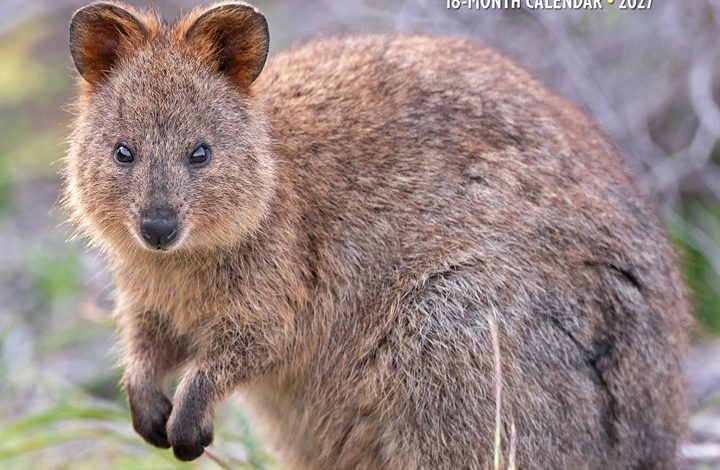 Quokkas Calendar 2027