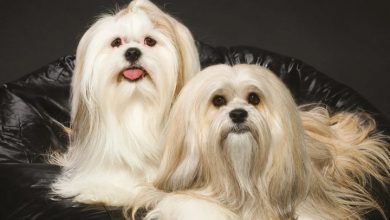 Lhasa Apsos Calendar 2027