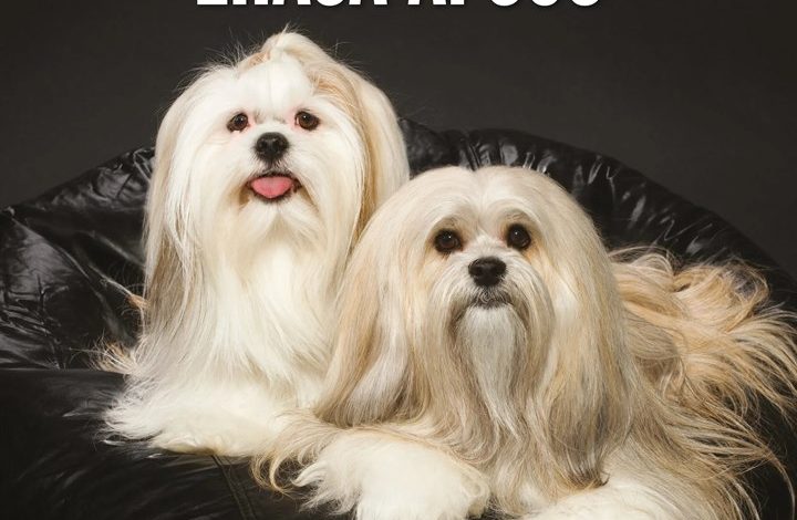 Lhasa Apsos Calendar 2027