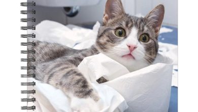 Cat-astrophe A5 Diary 2027