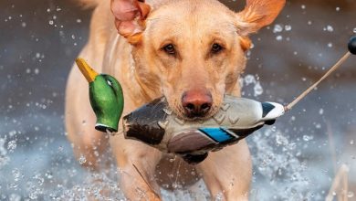 Hunting Labs Calendar 2027