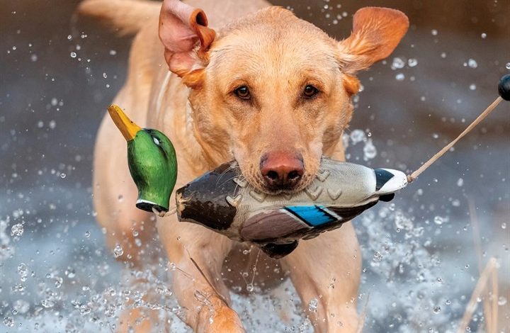 Hunting Labs Calendar 2027