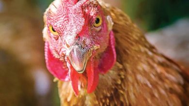 No Clucks Given Calendar 2027