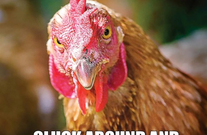 No Clucks Given Calendar 2027