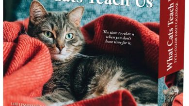 What Cats Teach Us Desk Calendar 2027