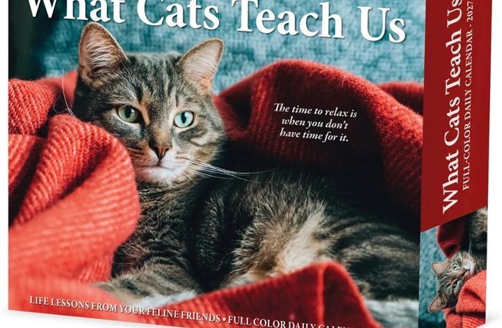 What Cats Teach Us Desk Calendar 2027