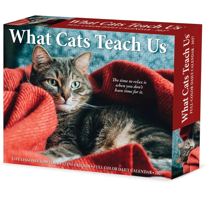 What Cats Teach Us Desk Calendar 2027