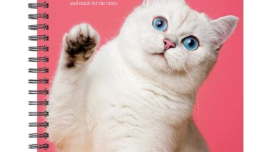 What Cats Teach Us A5 Diary 2027