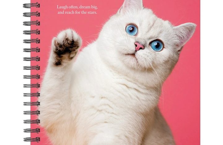 What Cats Teach Us A5 Diary 2027